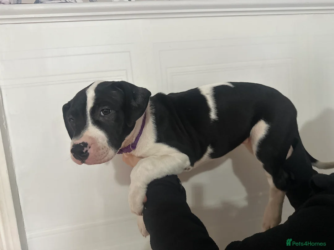 Mixed Breed dogs for sale: 10 week old pups  in Halifax - Advert 2