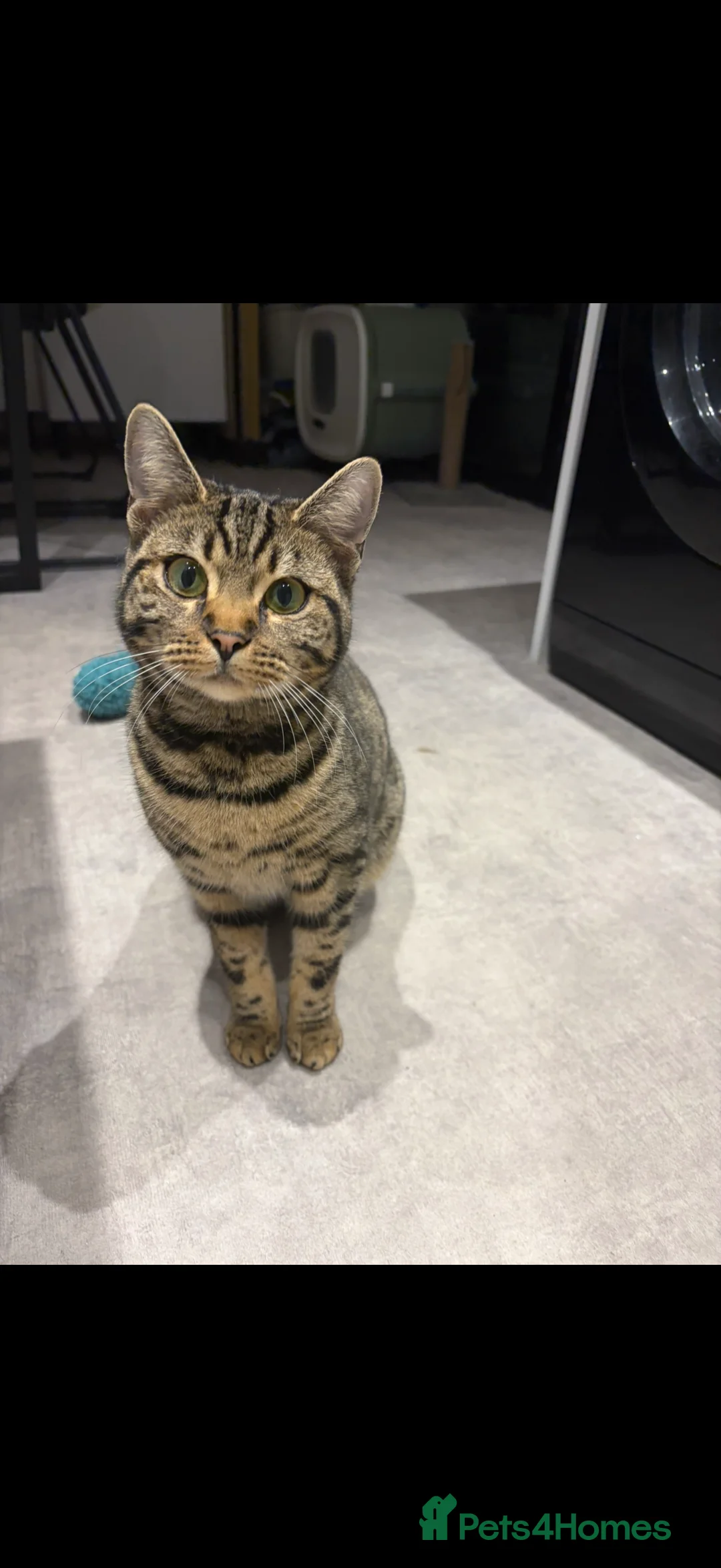 Mixed Breed cats for sale: Half Bengal Half British short hair female in Northampton - Advert 1