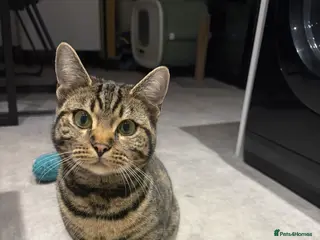 Mixed Breed cats Half Bengal Half British short hair female in Northampton - Advert 16