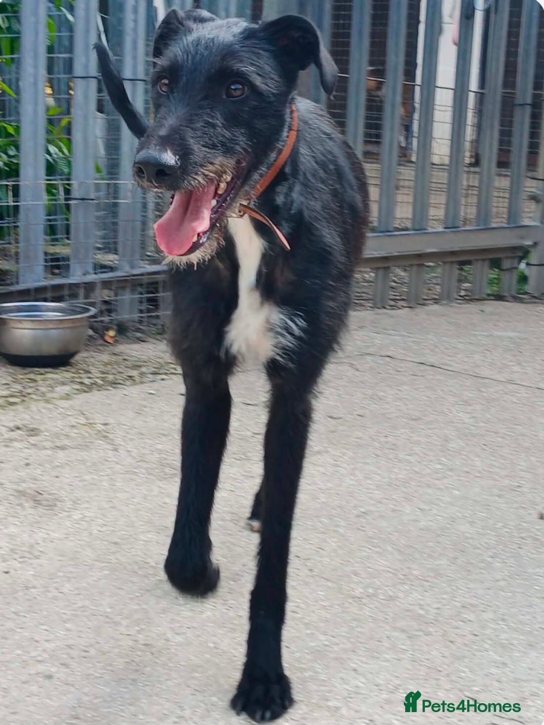 Mixed Breed dogs Handsome boy Gordy wants a loving forever home - Advert 1