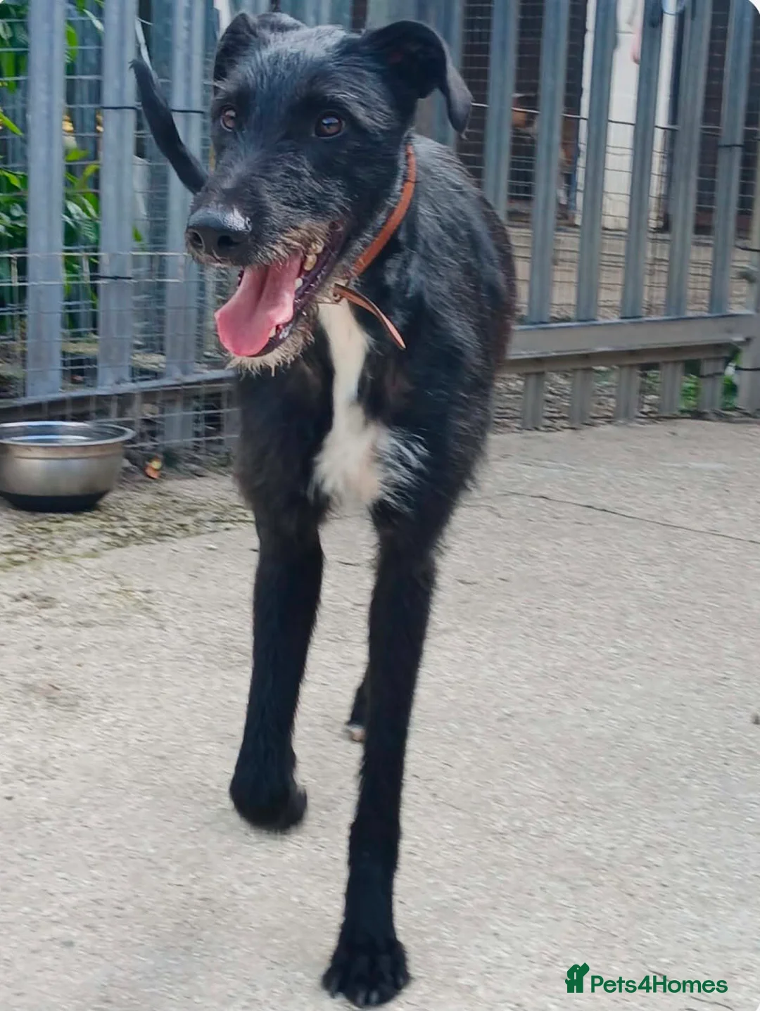 Mixed Breed dogs for adoption: Handsome boy Gordy wants a loving forever home - Advert 1