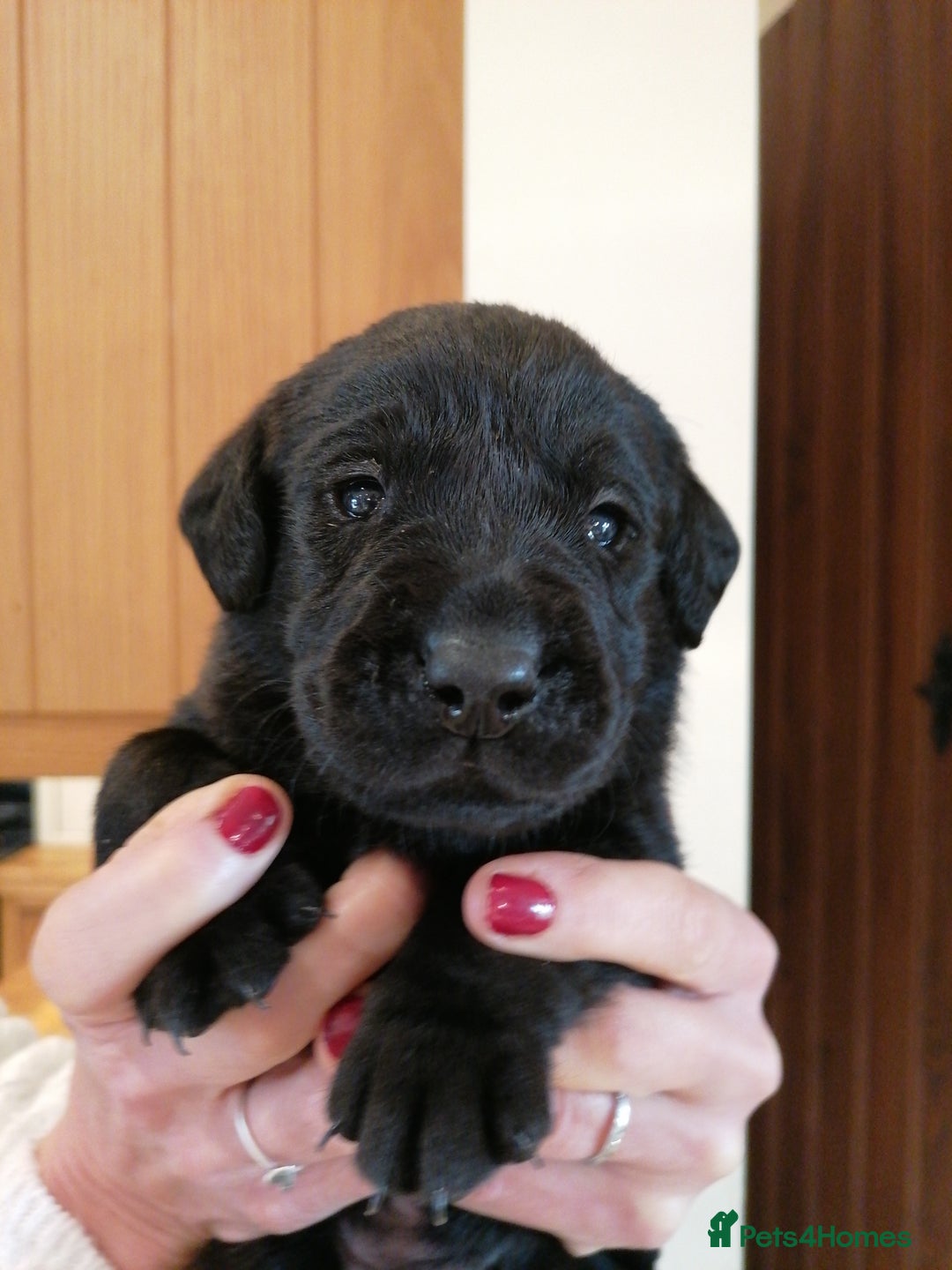 Labrador Retriever dogs for sale: KC registered, FtCH bloodline labradors  - Advert 14