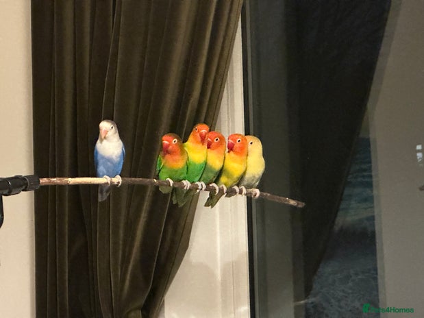 Lovebirds birds - Advert 3