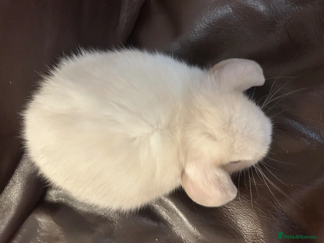 Mini Lop rabbits for sale: Baby minilops for sale  - Advert 12