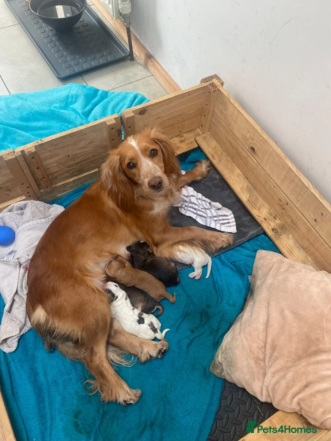 Cocker Spaniel dogs for sale: Show x working pups - Advert 3