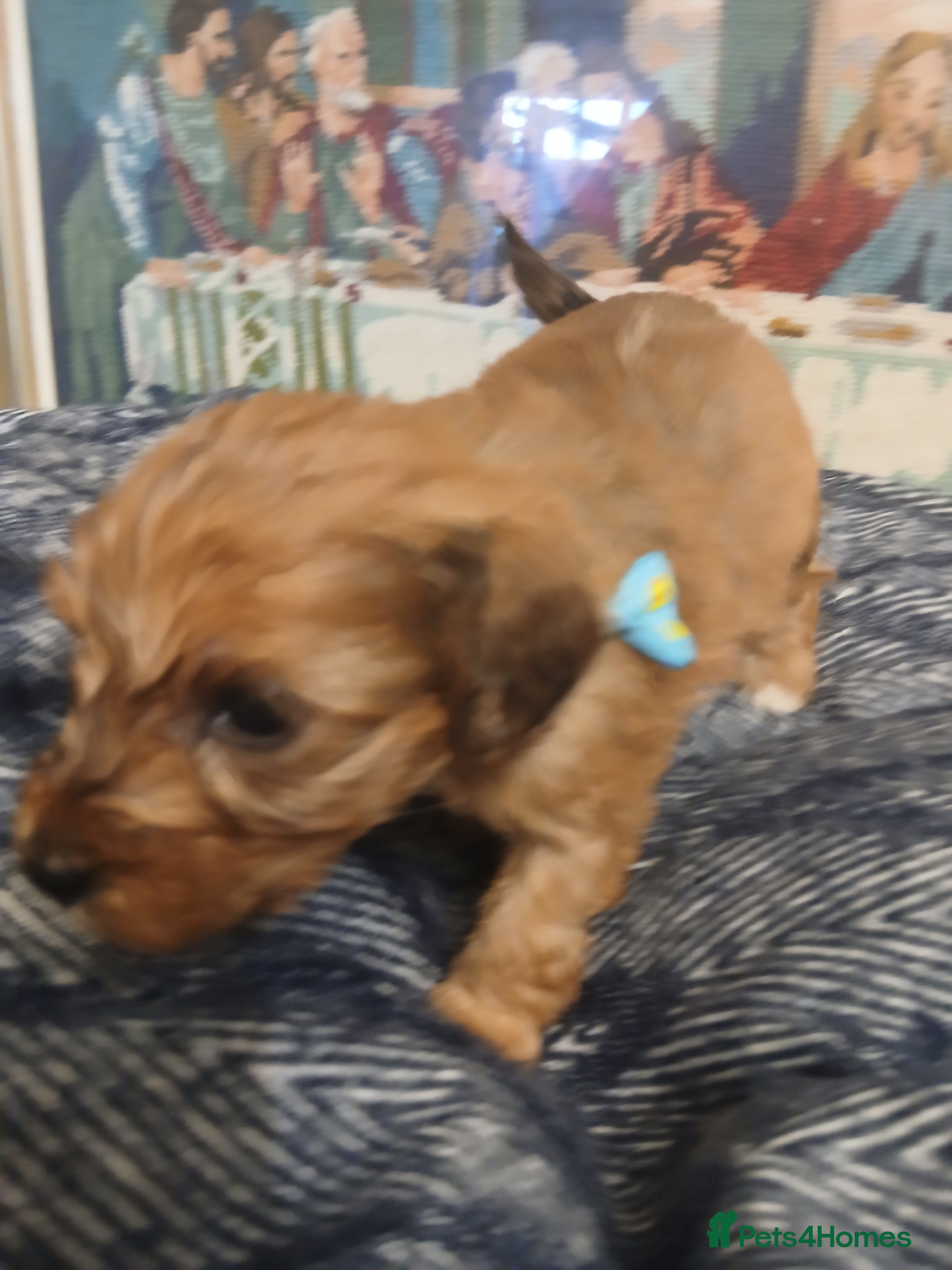 Mixed Breed dogs King Schnoodle Puppies ( Cavapoo/ Mini Schnauzer) - Advert 2