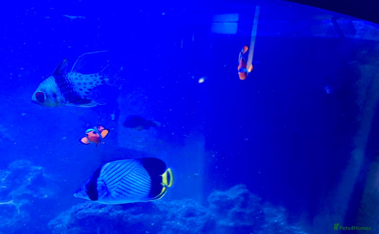 Butterfly Fish fish - Advert 1
