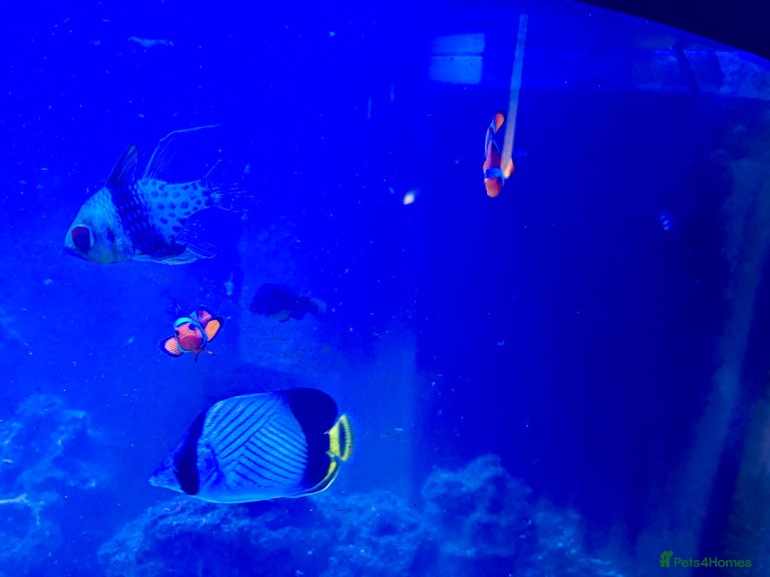 Butterfly Fish fish for sale: Marine fish for sale  - Image 1