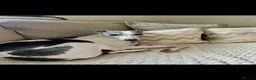 Whippet dogs for sale: 🐾 Beautiful KC Registered Whippet Puppies 🐾 in Aberdare - Advert 14