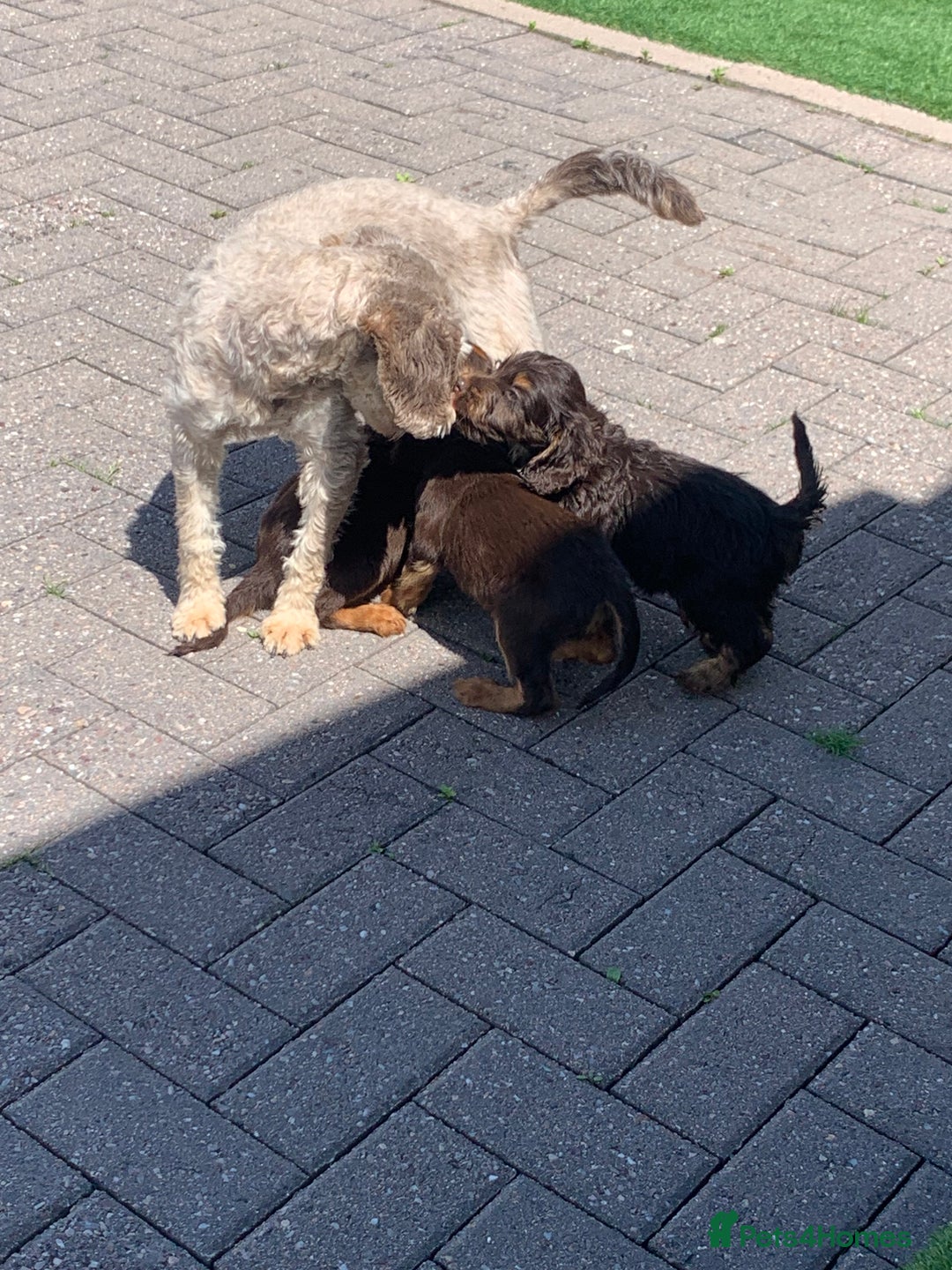 Cockapoo dogs for sale: ((Ready now))F1b cockerpoo puppies  - Image 3