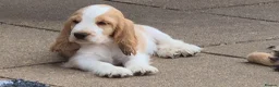 Cocker Spaniel dogs for sale: Outstanding Cocker Spaniel puppies READY NOW - Advert 1