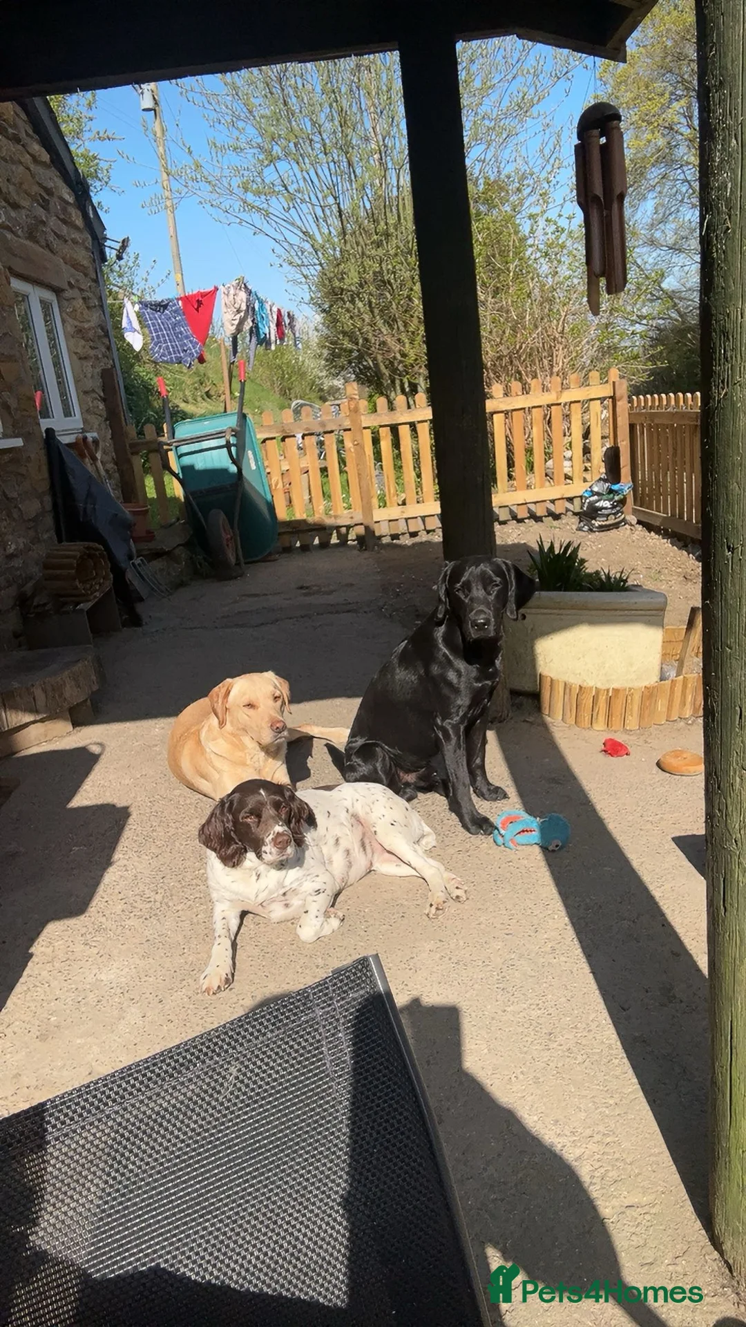 Springador dogs for stud: Homebred Proven Springador stud  - Advert 10