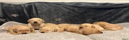 Labrador Retriever dogs for sale: Kc registered Labrador puppies - Advert 10