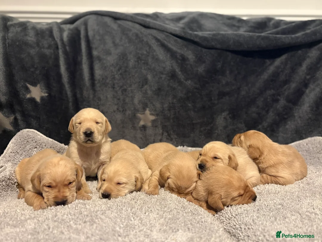 Labrador Retriever dogs for sale: Kc registered Labrador puppies - Advert 10