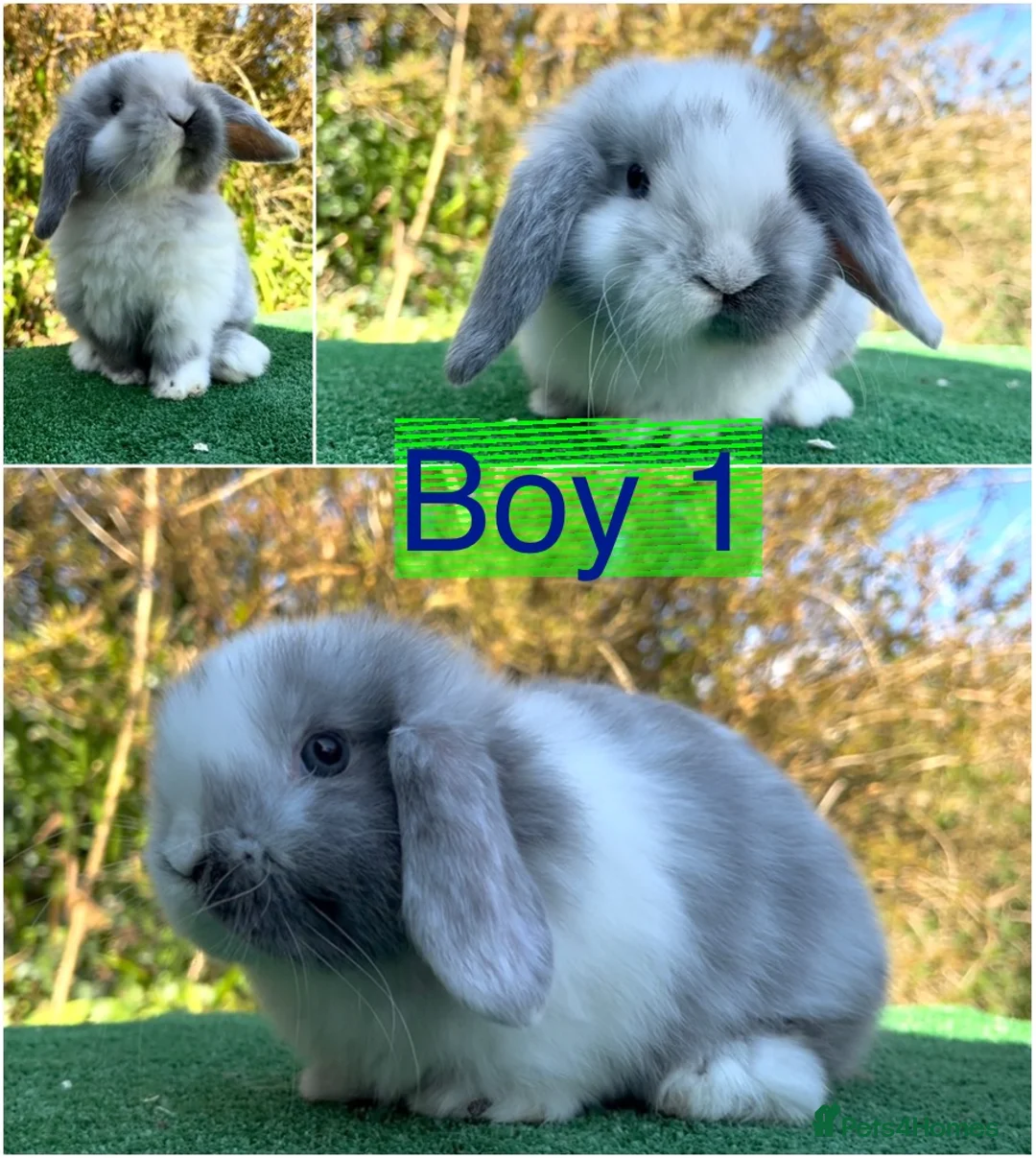 Mini Lop rabbits for sale: Baby mini lops ready 7th April  - Advert 2