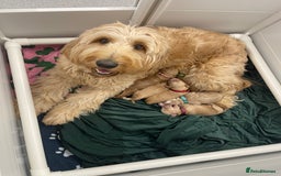 Goldendoodle dogs for sale: Multigenerational Puppies Licensed and Tested  - Image 18