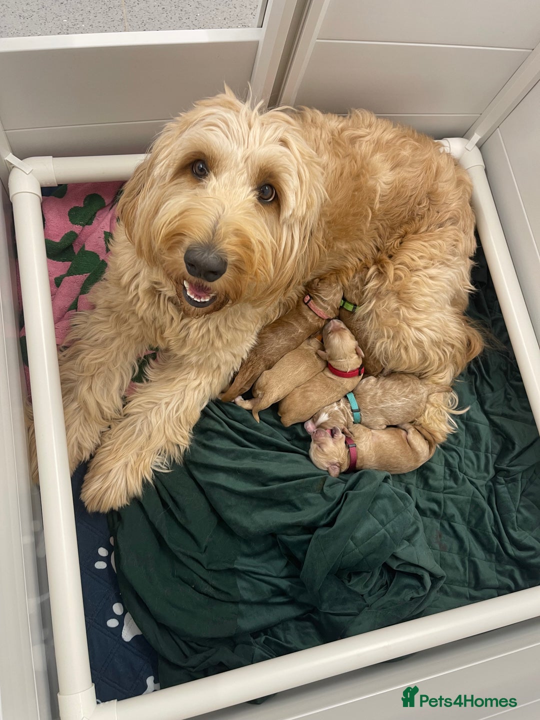 Goldendoodle dogs for sale: Multigenerational Puppies Licensed and Tested  - Image 18