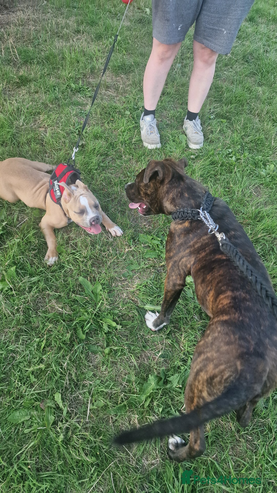 Mixed Breed dogs for sale: American bulldog  - Advert 2