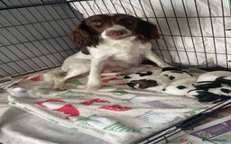 English Springer Spaniel dogs for sale: Make English springer spaniel  - Image 6