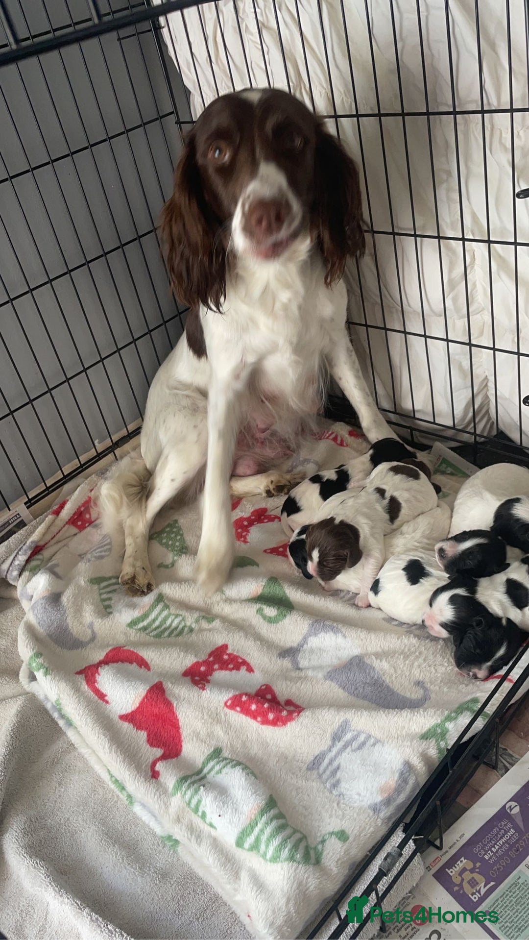 English Springer Spaniel dogs for sale: Make English springer spaniel  - Image 6