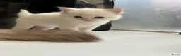Ragdoll cats for sale: Registered pedigree cherubim ragdolls - Advert 12