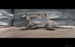 Cane Corso dogs for sale: Beautiful Blue Cane Corso Puppies - Image 20
