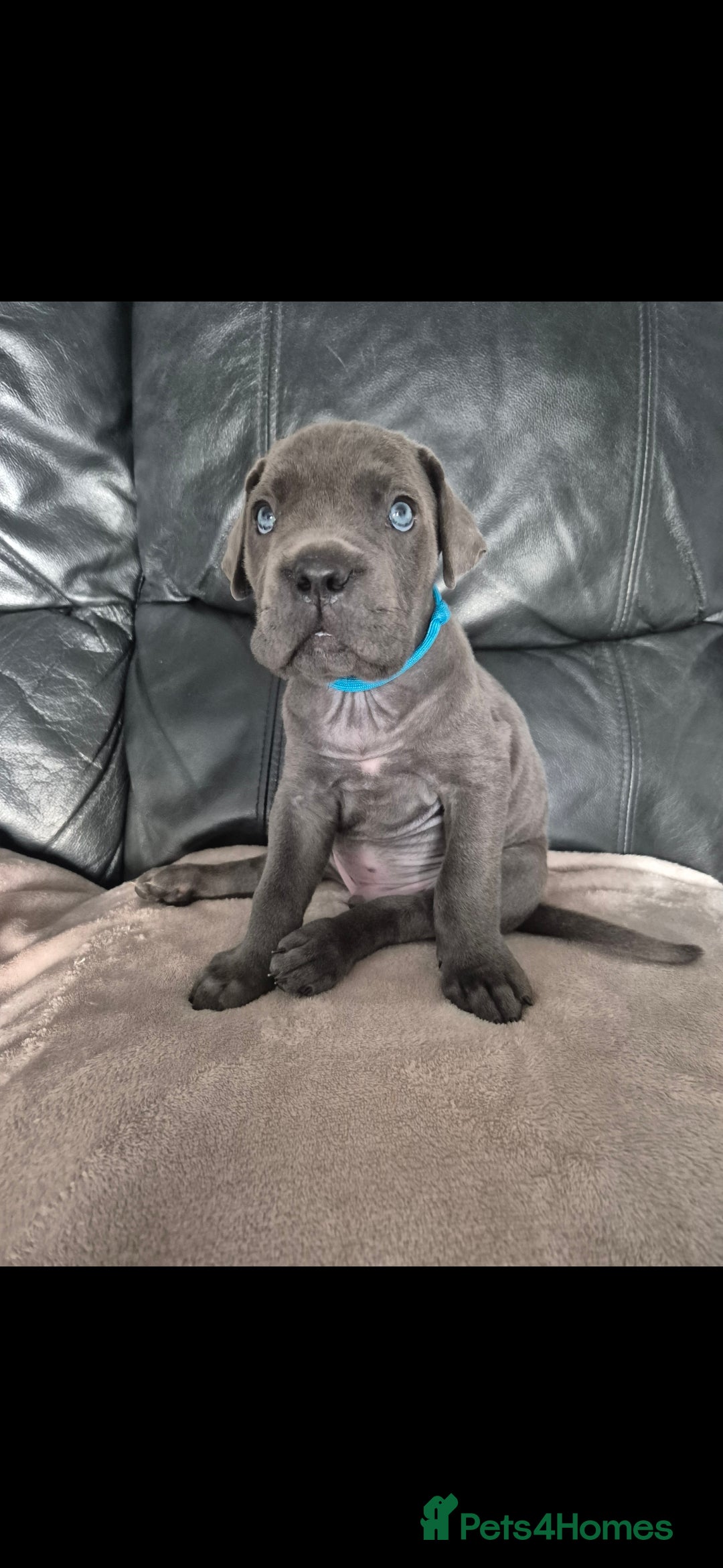 Cane Corso dogs for sale: Beautiful Blue Cane Corso Puppies - Image 20
