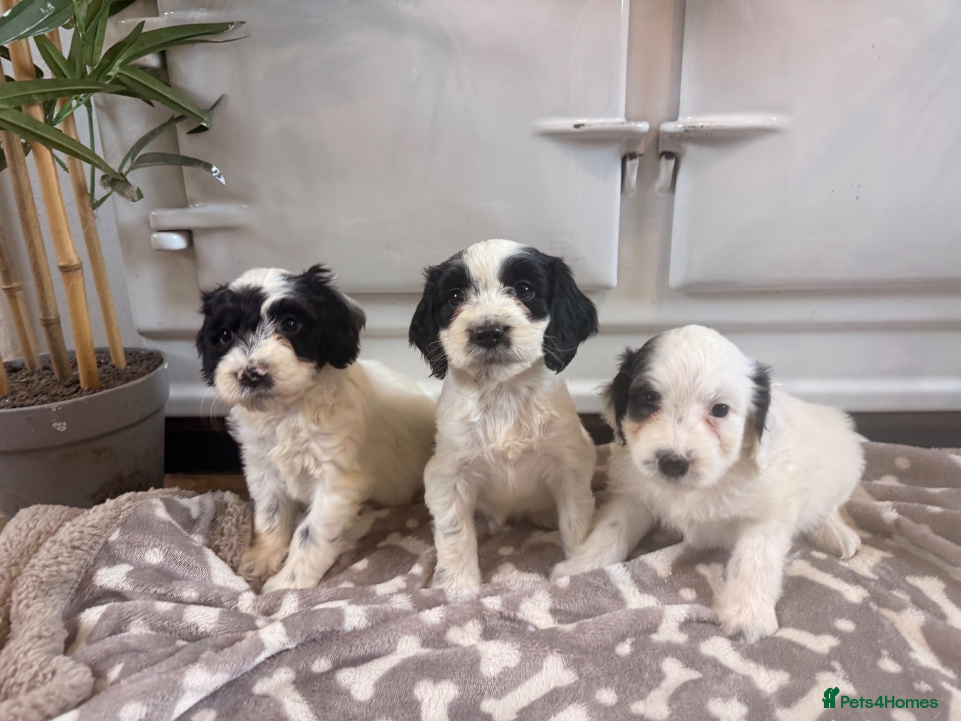 Cockapoo dogs Beautiful cockerpoo puppies still available 🩷🩵 - Advert 2