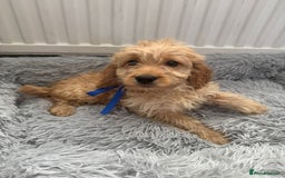 Cockapoo dogs for sale: Cockapoo Puppies - Image 2