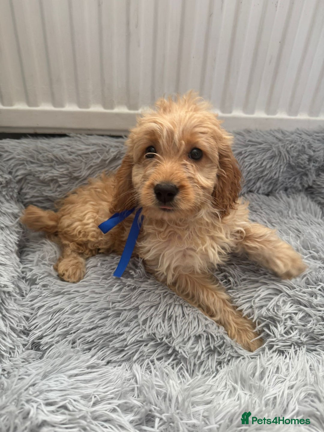 Cockapoo dogs for sale: Cockapoo Puppies - Image 2