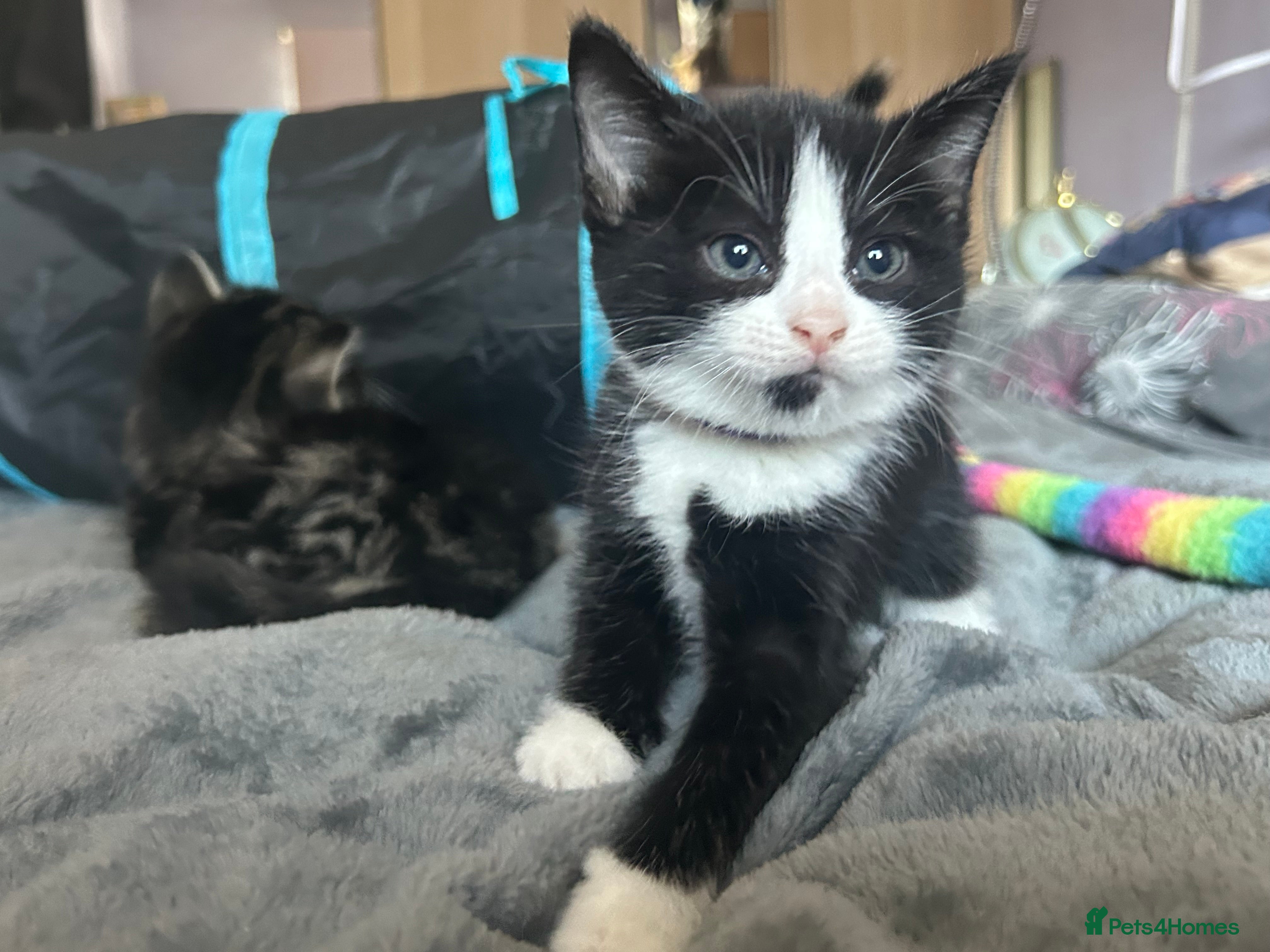 Mixed Breed cats Beautiful kittens  - Advert 4
