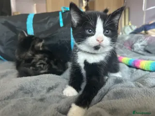 Mixed Breed cats Beautiful kittens - Advert 1