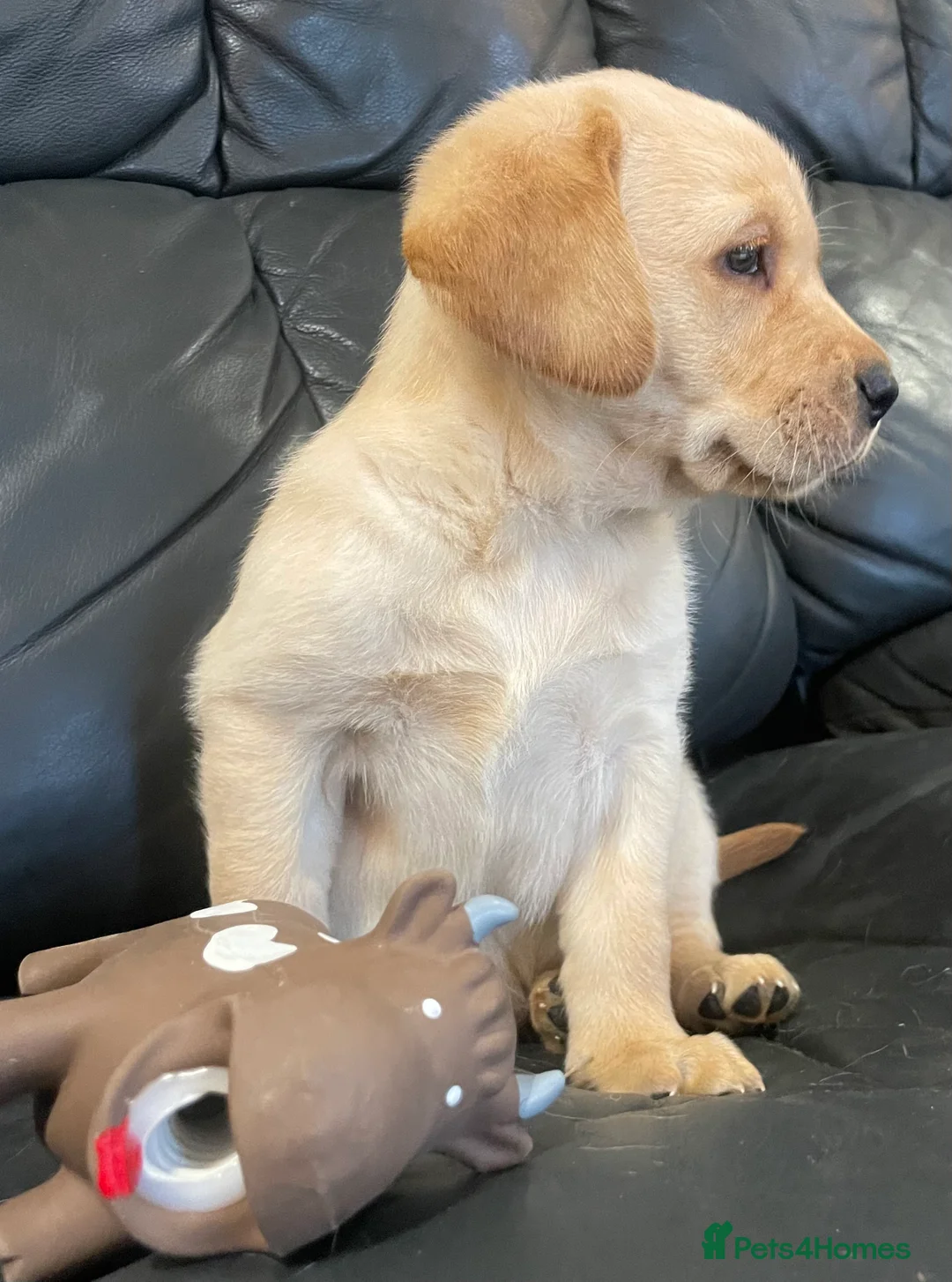 Labrador Retriever dogs for sale: Yellow Labrador puppies - Advert 10