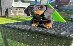 Miniature Dachshund dogs for sale: 🐾 PRICE REDUCED Beautiful miniature dachshunds  - Image 6