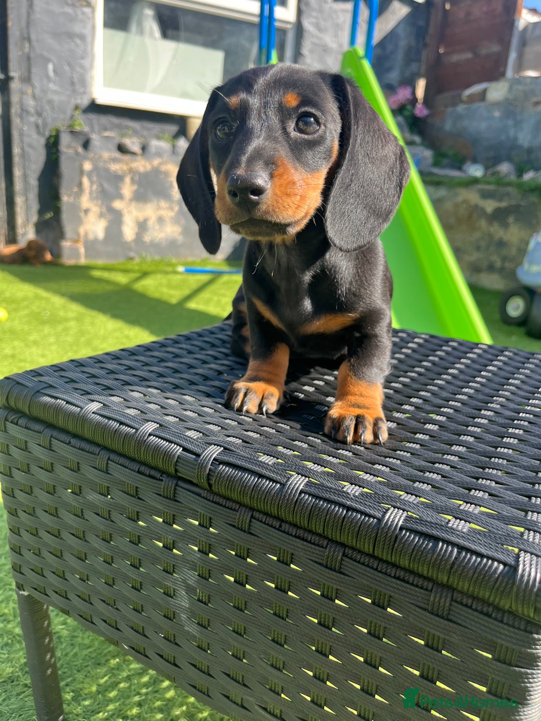 Miniature Dachshund dogs for sale: 🐾 PRICE REDUCED Beautiful miniature dachshunds  - Image 6