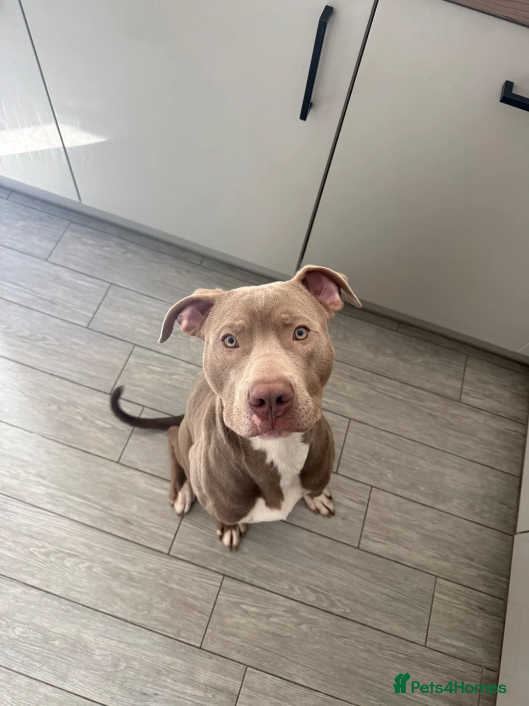 American Bully dogs for sale: Rocky American Bully 11 months old  - Advert 2