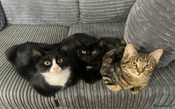 Bombay cats for sale: Adorable 3 Healthy kittens ready for new homes - Image 1