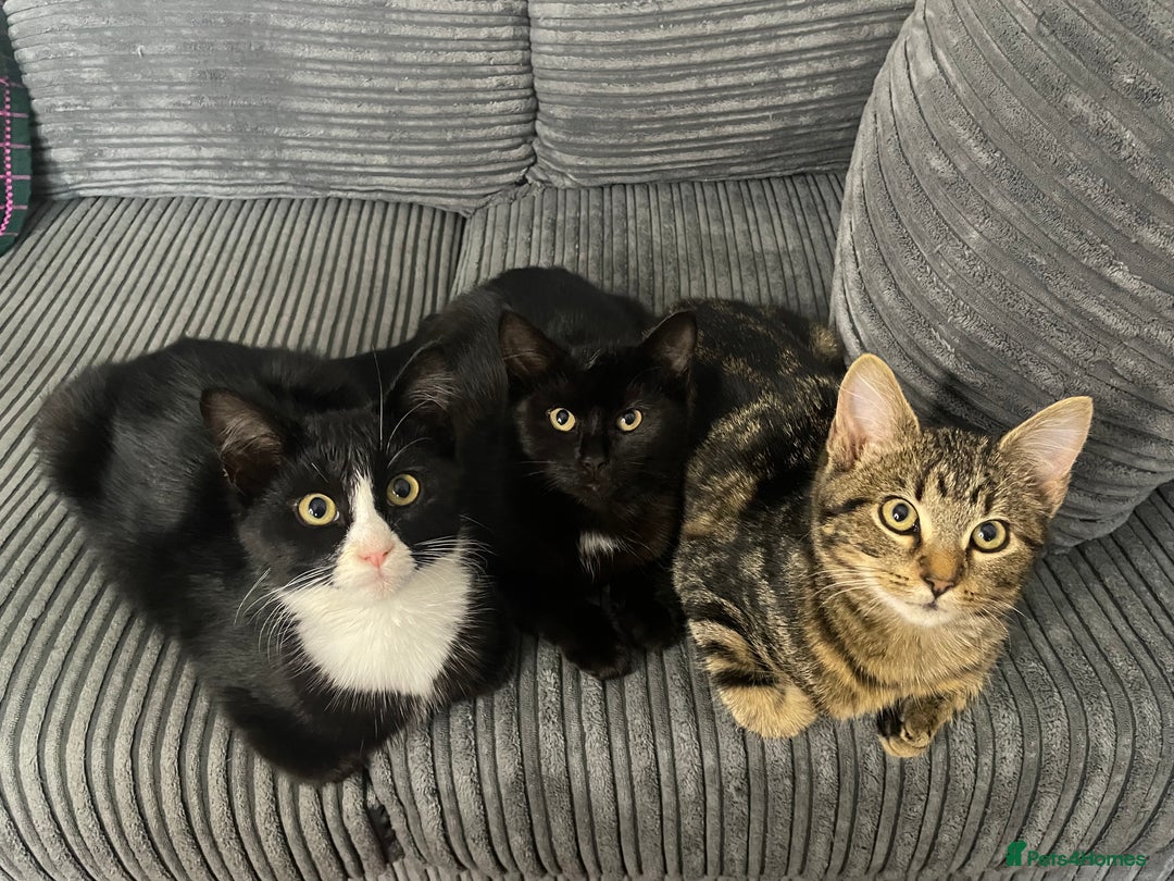 Bombay cats for sale: Adorable 3 Healthy kittens ready for new homes - Image 1