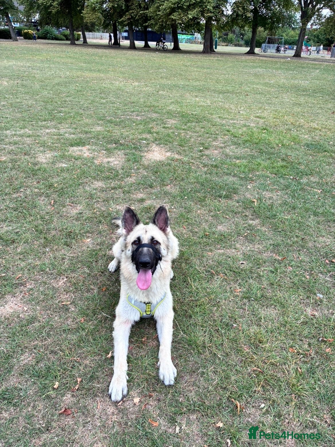German Shepherd dogs Rehoming German shepherd her name is peach  - Advert 1