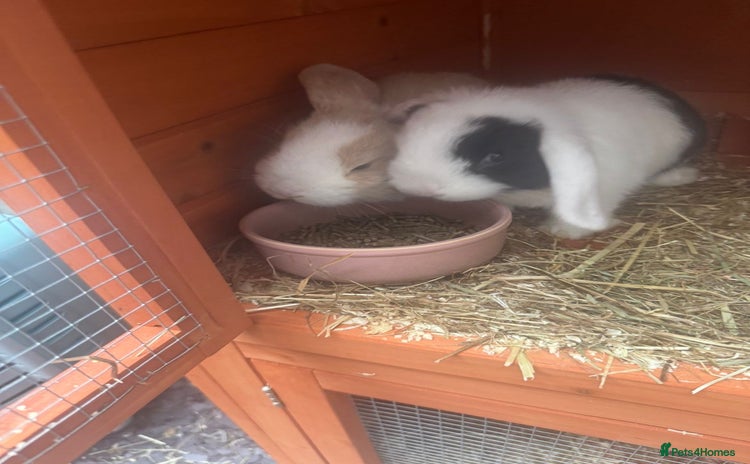 Mini Lop rabbits - Advert 1