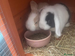 Mini Lop rabbits - Advert 12