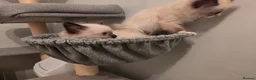 Ragdoll cats for sale: GCCF Ragdoll Kittens - Ready Now (Pet or Active) - Advert 15