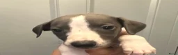 Whippet dogs for sale: KC reg whippets  - Advert 16