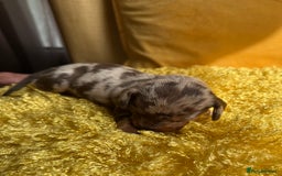 Miniature Dachshund dogs for sale: Miniature Dachshund stunning puppies  - Image 4