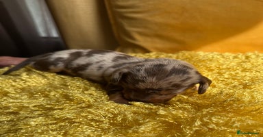 Miniature Dachshund dogs - Advert 7