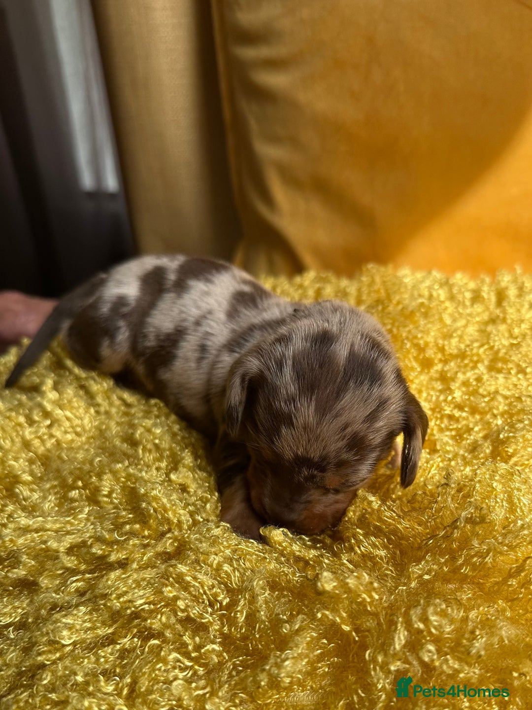 Miniature Dachshund dogs for sale: Miniature Dachshund stunning puppies  - Image 4