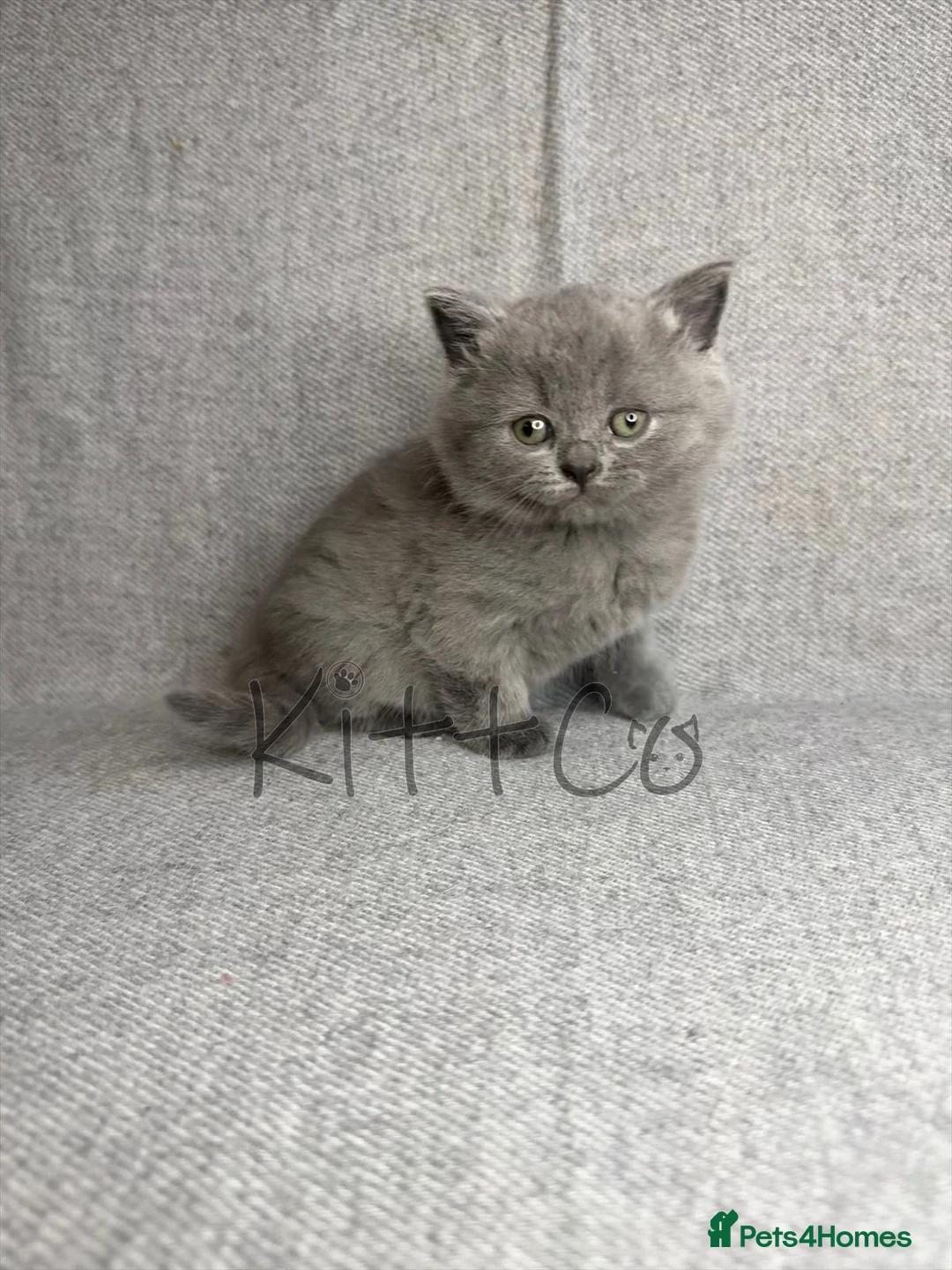 British Shorthair cats for sale: Unique Pedigree Kittens - Advert 5