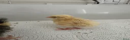 Mixed Breed poultry for sale: Day old chicks mixed breeds  in Goole - Advert 5