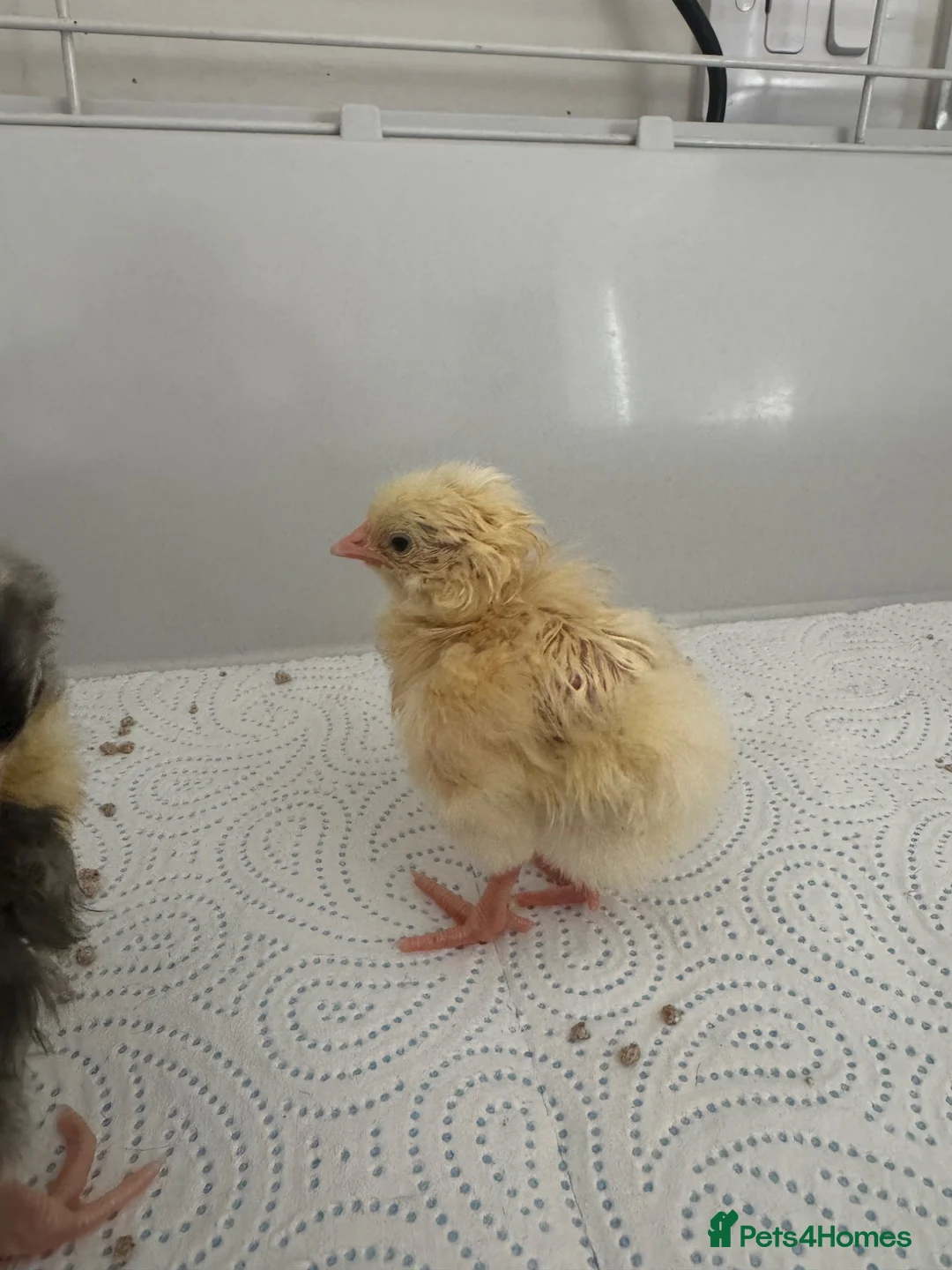 Mixed Breed poultry for sale: Day old chicks mixed breeds  in Goole - Advert 5