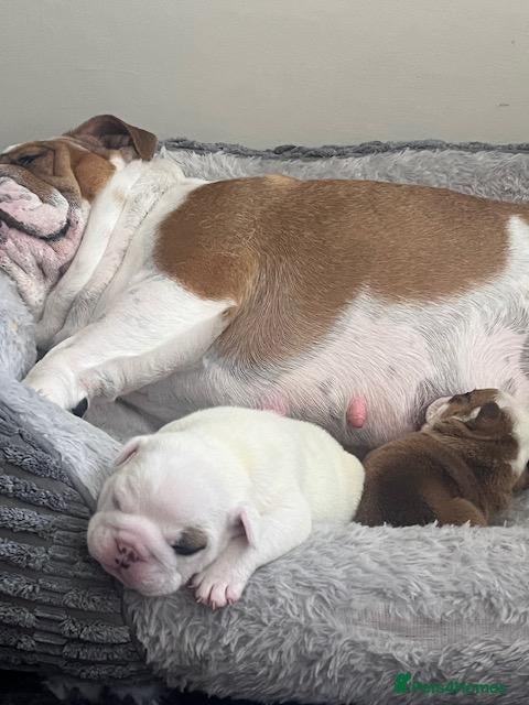 English Bulldog dogs beautiful kc reg health tested pup - Advert 4